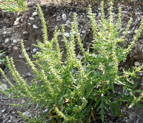 Piante di Laguna